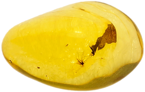 7,70 g Gintaro grynuolis su inkliuzais (1)