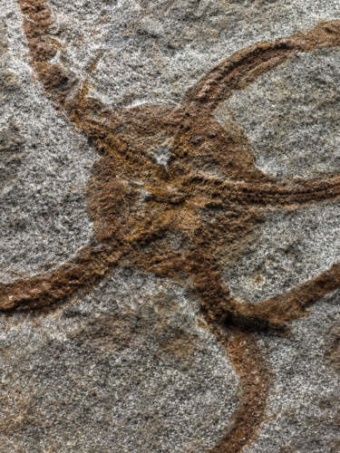 Gyvatžvaigždės fosilija (Ophiuroidea), Marokas, Ordovikas, 485–444 mln. metų (2)