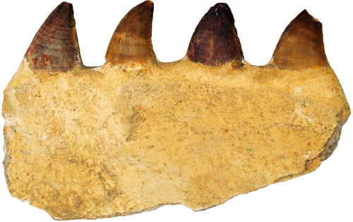 Mosasaur (Mosasaurus beaugei) jaw fragment with teeth, Late Cretaceous, ~72–66 million years (1)