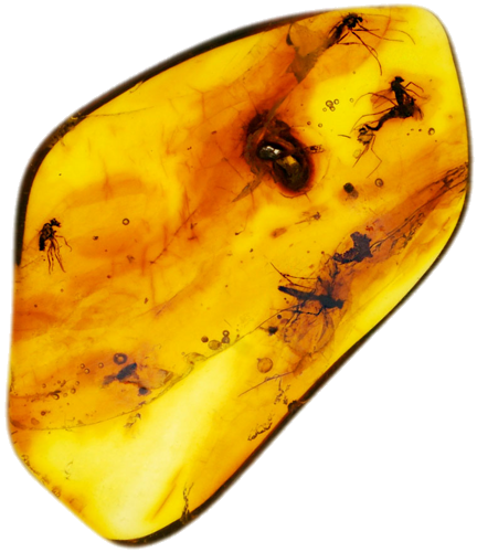 1,75 g Amber Nugget with inclusion (1)