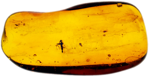 1,75 g Amber Nugget with inclusion (1)