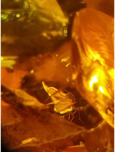 47 g Gintaro grynuolis su inkliuzu (3)