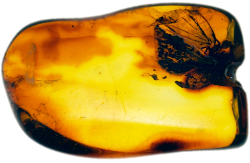 1,50 g Amber Nugget with inclusion (1)