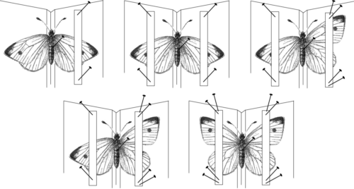 Regulējams koka entomoloģiskais izkliedētājs (6)