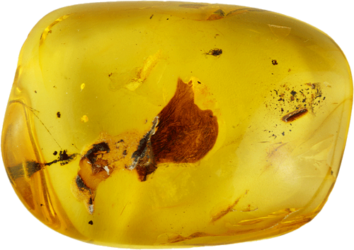 22,15 g Amber Nugget with fly inclusion (2)