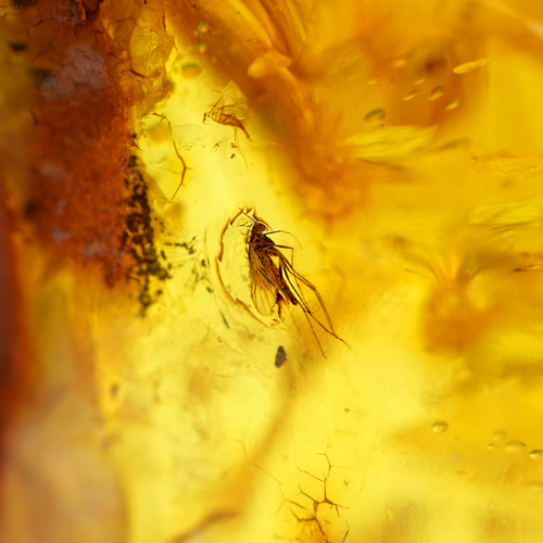 41,05 гр. Самороден кехлибар с фосил (4)