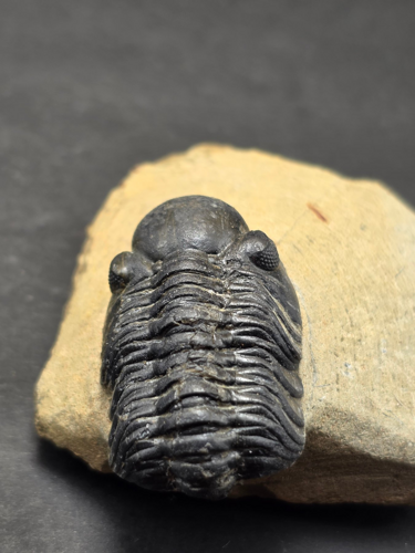 Trilobito (Phacops) fosilija, 5 cm, Marokas (2)