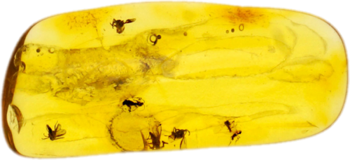 1,25 g Amber Nugget with 7 inclusions (1)