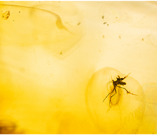 Самородок янтаря с инклюзом 32,30 г (2)