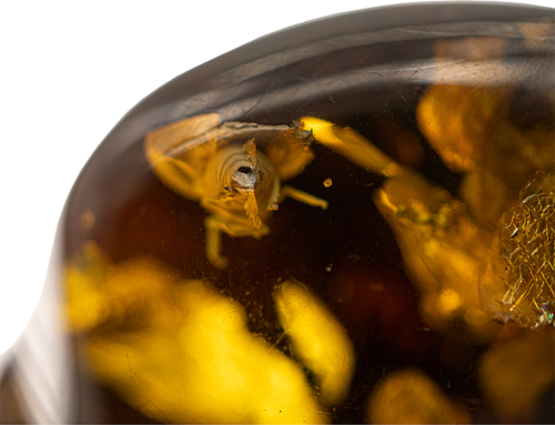 30,20 g Amber Nugget with inclusion (4)