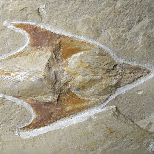 Фосилия на рибата Coccodus (5)