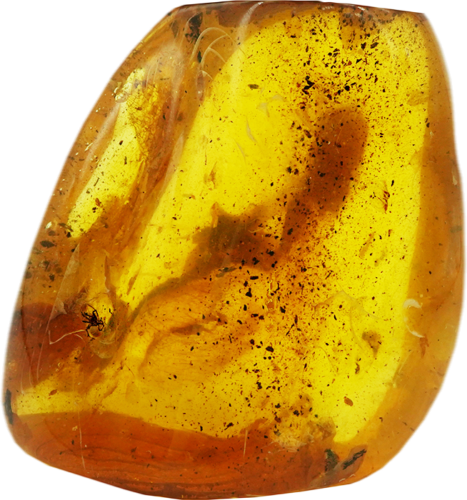 47,95 g Amber Nugget with ant inclusion (1)