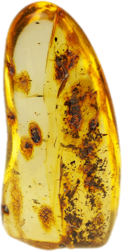 16,40 g Gintaro grynuolis su skruzdžių inkliuzais (3)