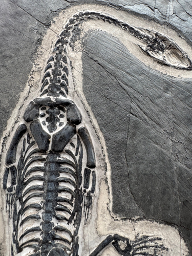 Keichousaurus roplio fosilija, 20 cm, Kinija (1)