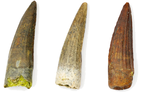 Dinosaur teeth set (Suchomimus), Niger, ~113 million years (1)