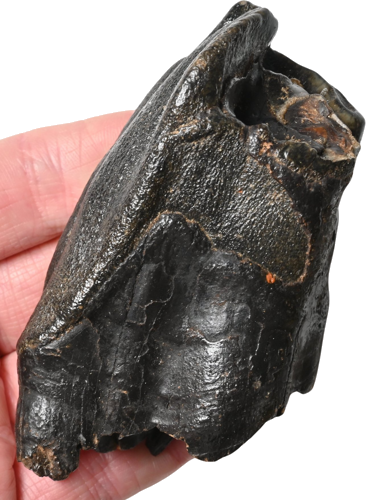 Окаменелость зуба шерстистого носорога Coelodonta antiquitatis, 9,5 x 4,5 см, Россия (1)