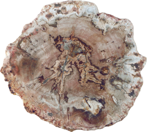 Petrified wood (5)