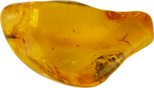 24,80 g Amber nugget with fly inclusion (3)