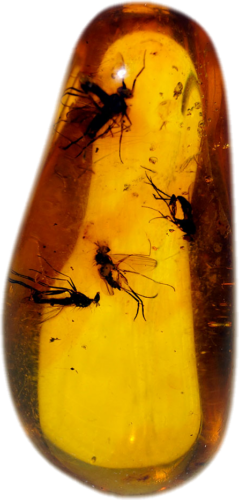 2,05 g Amber Nugget with inclusion (1)