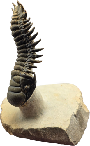 Trilobito (Crotalocephalina gibbosa) fosilija, 10 x 8 cm, Marokas (2)