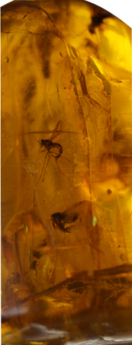 27 g Amber Nugget with inclusions (4)