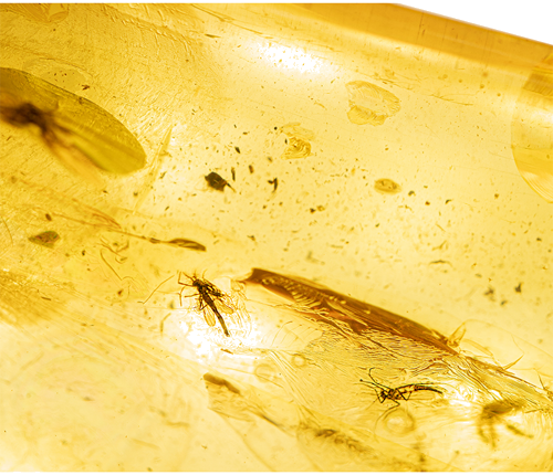 18,75 g  Amber Nugget with inclusion (2)