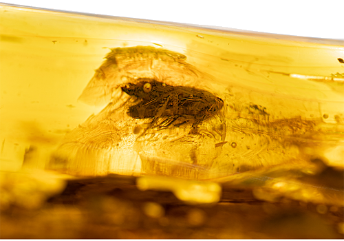 20,10 g Amber Nugget with inclusion (3)