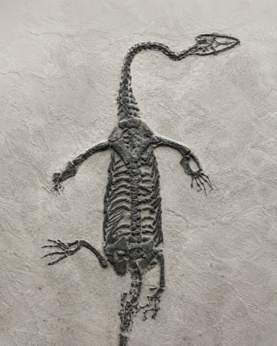 Jūrinio roplio fosilija (Keichousaurus), Kinija, vidurinis Triasas, apie 241–237 mln. m. (1)