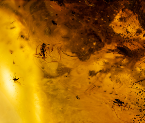 Самородок янтаря с инклюзом 41,05 г (1)