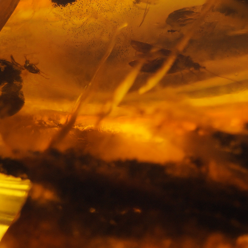 47 g Amber Nugget with inclusions (4)