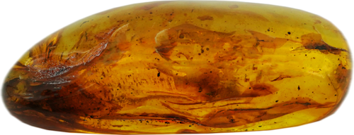 28,05 g Amber Nugget with inclusion (3)