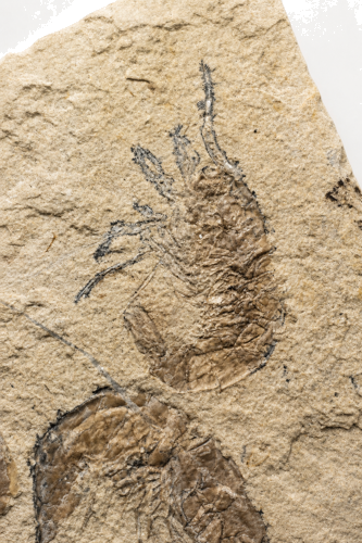Dešimtkojų vėžiagyvių fosilijų kompozicija (Carpopenaeus callirostris), Libanas, ~100,5–66 mln. m. (2)