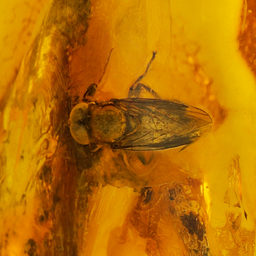 9,85 g Amber Nugget with fly inclusion (2)