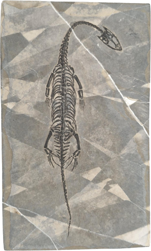 Keichousaurus hui roplio fosilija, 14,7 x 9 cm, Kinija (1)