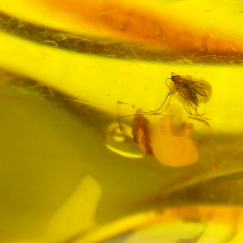 20,35 g Amber Nugget with inclusion (2)