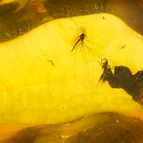 Самородок янтаря с инклюзом 7,70 г (2)