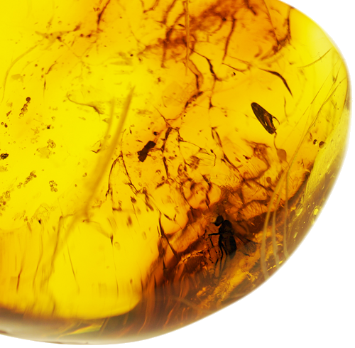 32,50 g Amber Nugget with inclusion (3)