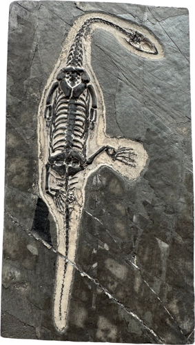 Keichousaurus roplio fosilija, 20 cm, Kinija (2)