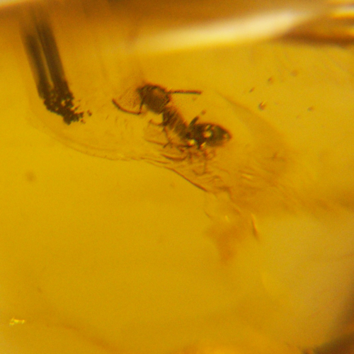 13,00 g Gintaro grynuolis su skruzdės bei vabalo inkliuzais (3)