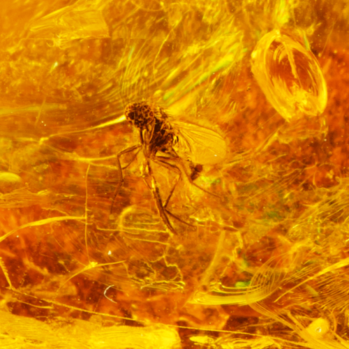 15,90 g Dzintara tīrradnis ar inkrustāciju (2)