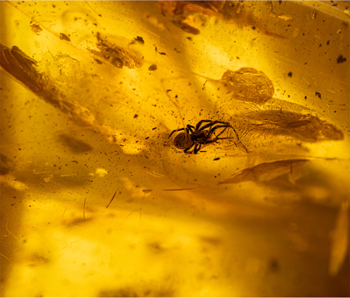 47,95 g Amber Nugget with ant inclusion (2)