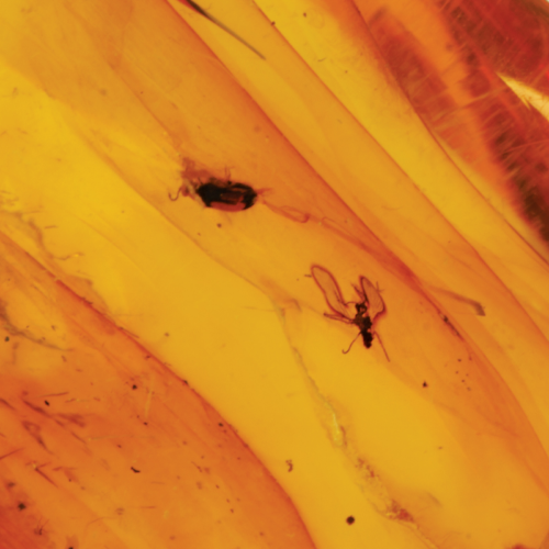 Янтарь с инклюзом 18,20 г (2)