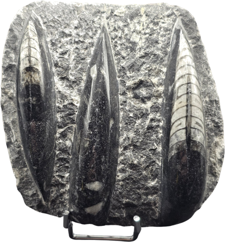 Orthoceras moliuskų fosilija, 9 cm, Marokas (1)