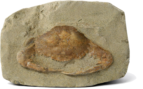 Charybdis crab fossil, 14 cm, Miocene (23.03–5.33 million years), Java, Indonesia (1)