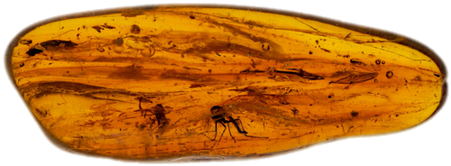 1,55 g Amber Nugget with 4 inclusion (1)