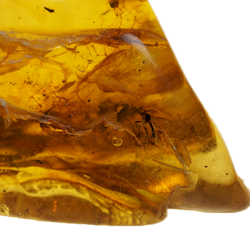 16,35 g Amber Nugget with inclusion (2)