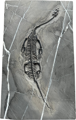 Ископаемая рептилия (Keichousaurus), Китай, ~242–237 млн лет (1)