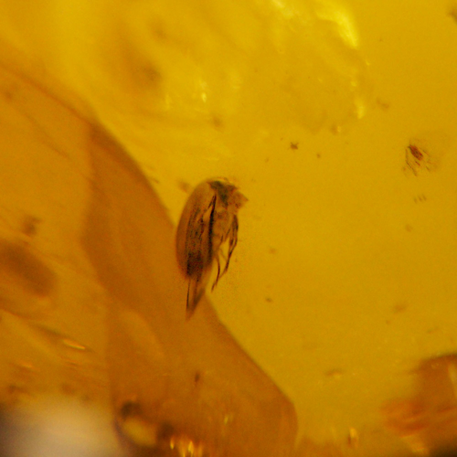 13 g Amber Nugget with bug and fly inclusions (4)