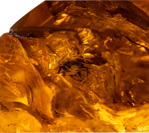 87,25 g Amber Nugget with bug inclusion (3)