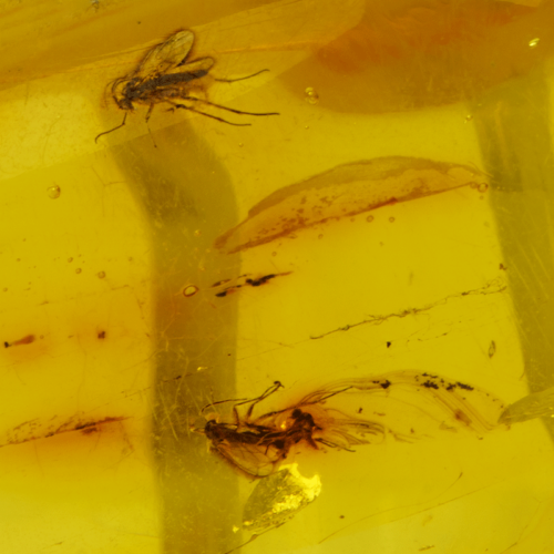 1,45 гр. Самороден кехлибар с фосил (4)